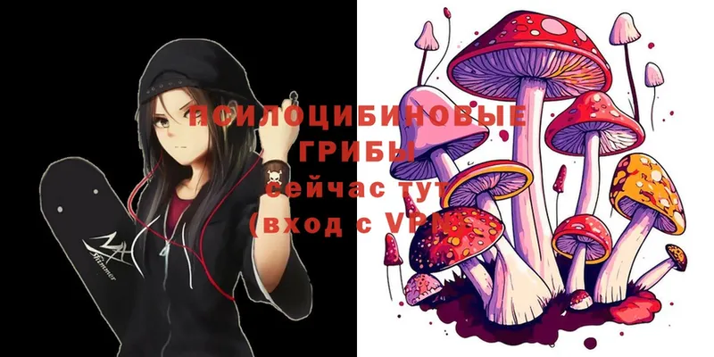 Псилоцибиновые грибы Psilocybe  Пушкино 